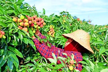 文昌荔枝蓮霧榮獲海南農(nóng)博會農(nóng)產(chǎn)品擂臺賽一等獎