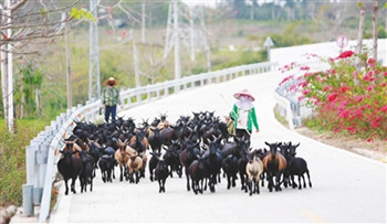 昌江排岸村村民通過養(yǎng)羊?qū)崿F(xiàn)脫貧致富