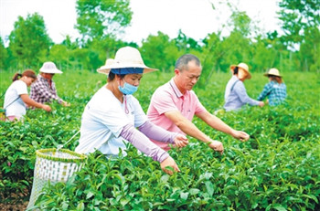 澄邁萬昌苦丁茶場獲評最美綠色食品企業(yè)