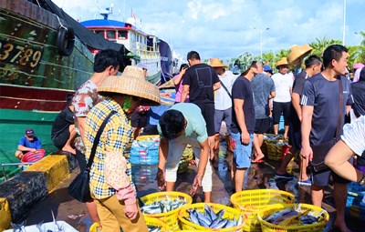 瓊海：開漁歸來魚滿倉 生猛海鮮已上線