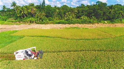 瓊海農(nóng)民加快秋收進度確保糧食顆粒歸倉