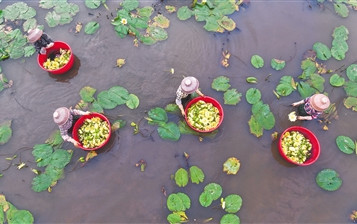 瓊海龍壽洋萬畝田野公園九品香蓮助力鄉(xiāng)村旅游