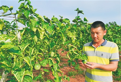 陵水：退役軍人培育綠色有機(jī)百香果帶領(lǐng)農(nóng)戶增收致富