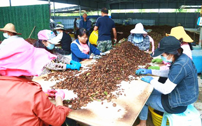 昌江：油茶種植效益好，吸引更多人加入