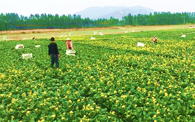 昌江：提高蔬菜種植品質(zhì)，確保“菜籃子”穩(wěn)產(chǎn)保供