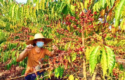 咖啡鮮果成熟，海墾大豐集團(tuán)開展有序收購