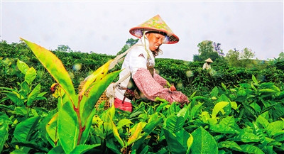 瓊中：轉(zhuǎn)換雨林資源優(yōu)勢(shì)，培育生態(tài)茶品牌