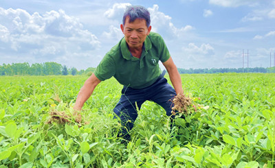 儋州竹古村委會(huì)：建花生種植基地，注冊(cè)商標(biāo)打造品牌