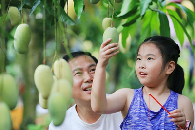 兩百多名游客走進(jìn)昌江，品嘗芒果濃郁鮮香