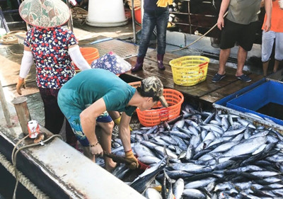 文昌漁民們大獲豐收，帶魚刀鯧魚炮彈魚等新鮮上市