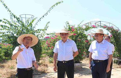 昌江大力發(fā)展景觀綠化苗木和花卉種苗等產(chǎn)業(yè)