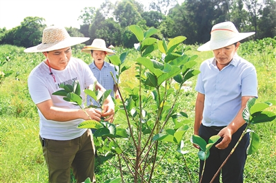 臨高學(xué)田村引進(jìn)紅寶石芭樂產(chǎn)業(yè)助農(nóng)增收