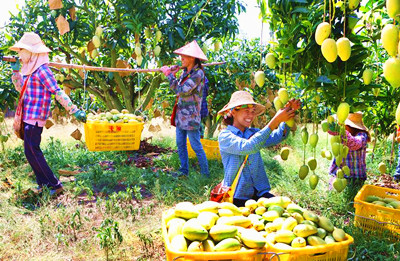 昌江：芒果飄香掛滿枝 果農(nóng)喜迎豐收年