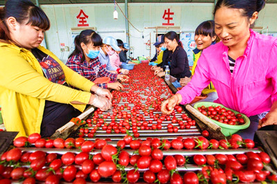 陵水圣女果打開市場(chǎng)，全國各地的客商爭(zhēng)相收購