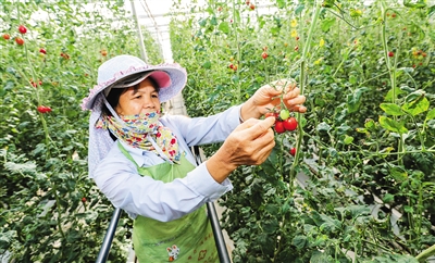 陵水：采用新技術，圣女果采摘期變長