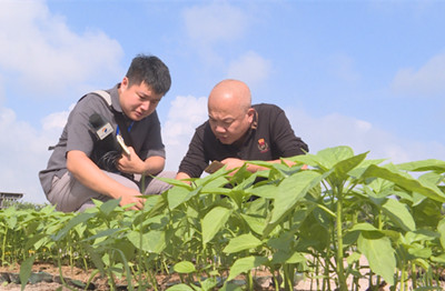 瓊海掀冬種熱潮，全市計劃種植冬季瓜菜16萬畝