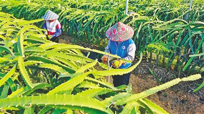 東方樂安村今年有約100畝燕窩果豐收上市