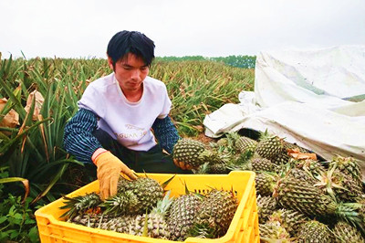 儋州排浦鎮(zhèn)鳳梨基地喜獲豐收，正在接受商家預(yù)定