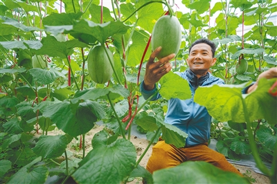 樂東哈密瓜種植面積7萬畝，總產(chǎn)值40億元