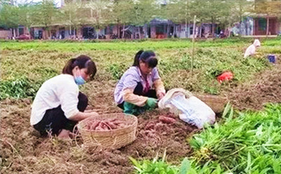 澄邁金江鎮(zhèn)山口村地瓜品質(zhì)好，賣出好價錢