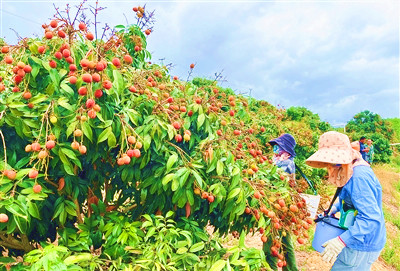 樂東新品種荔枝桂花香搶鮮上市了，成熟期提前1個多月