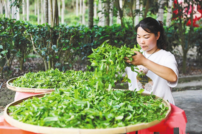 五指山毛納村：茶農(nóng)開始抱團發(fā)展，茶葉銷往全國各地