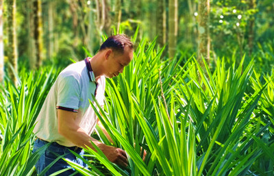 萬寧斑蘭種植大鎮(zhèn)，畝產(chǎn)年純收益在5000至10000元