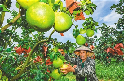 臨高天地人共享農(nóng)莊紅心蜜柚預計7月中旬上市