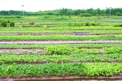 昌江：20個常年蔬菜基地確保疫情防控期間蔬菜生產保供