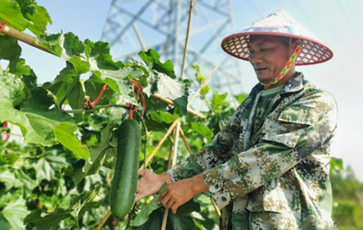 昌江創(chuàng)新推進撂荒地復耕復種，黑皮冬瓜將上市