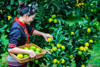 瓊中綠橙讓更多黎苗鄉(xiāng)親吃上生態(tài)飯走上致富路