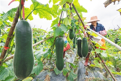 海南瓜菜上市旺季，瓊海市菜農(nóng)們忙管護(hù)