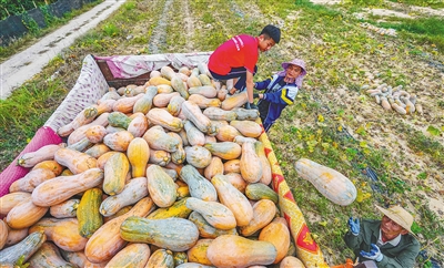 昌江十月田鎮(zhèn)，南瓜迎來(lái)了豐收季