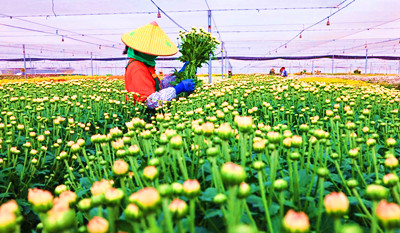 東方三家鎮(zhèn)菊花迎來收獲時節(jié)，銷往國內外市場