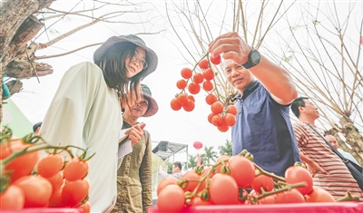 海南省農(nóng)科院蔬菜研究所在澄邁舉辦新品種展示觀摩會(huì)