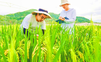 陵水謀劃打造百億級南繁產(chǎn)業(yè)鏈集群，打響育種陵水品牌