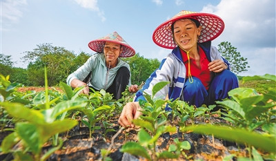 白沙推出早春茶等5張“茶名片”，茶產(chǎn)業(yè)含金量越來(lái)越高