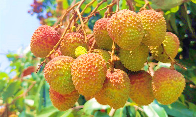 瓊海早熟荔枝妃子笑開(kāi)摘，種植面積2000畝