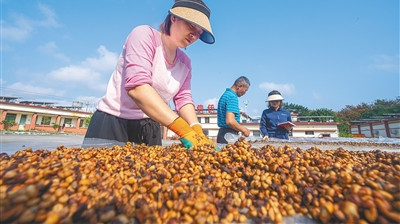 母山咖啡種植園：鮮果紅了大半，坐果率高，個頭飽滿